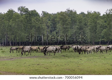Wild horses at Merfelder Bruch, Duelmen, North Rhine-Westphalia, June, Germany
