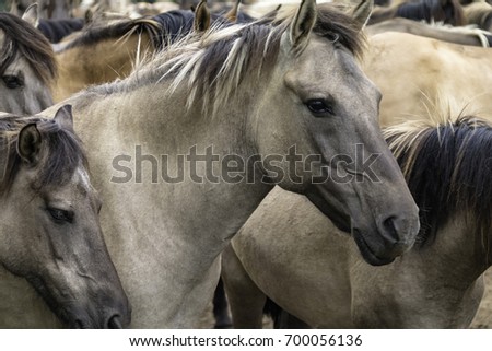 Wild horses at Merfelder Bruch,  Duelmen, North Rhine-Westphalia, June, Germany