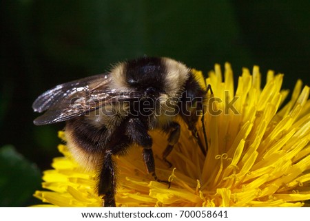 Bumblebee gathers pollen from a dandelion flower. Closeup.