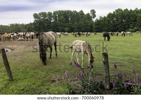 Wild horses in  Duelmen, North Rhine-Westphalia, June, Germany