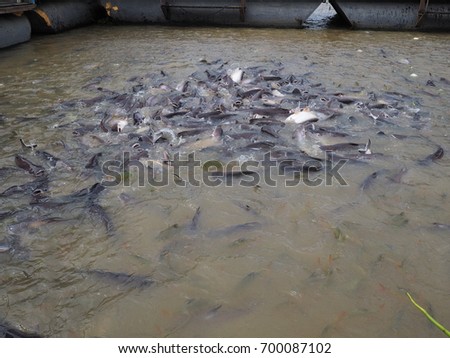 Feeding fish in the river at Wat Hong Pathummawat, Pathum Thani, Thailand