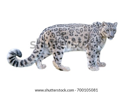Snow leopard (Panthera uncia). Leopard, full figure with white background Royalty-Free Stock Photo #700105081