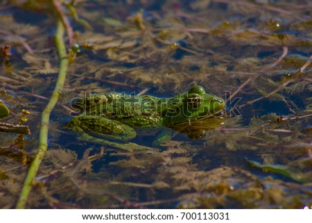 Beautiful green frog is swimming at pond between plants