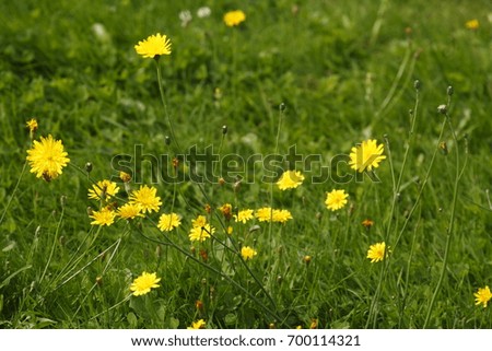 Flower Meadow with yellow  blossoming summer flowers