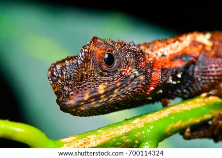 A portrait of Earless Agama lizard (Aphaniotis Fusca)