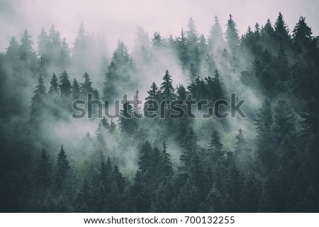 Misty landscape with fir forest in hipster vintage retro style Royalty-Free Stock Photo #700132255