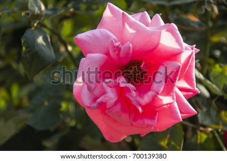 Blossoming rose flower closeup in garden  