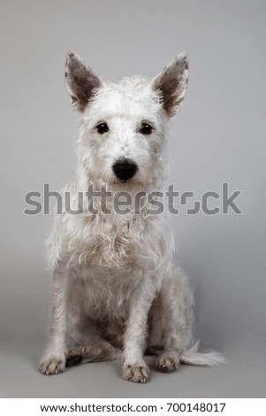 Studio shot of West Highland White Terrier posing and sitting on white background.