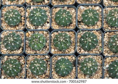 A cactus is a member of the plant family Cactaceae,