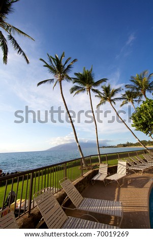Large palm trees in Hawaii set against blue sky