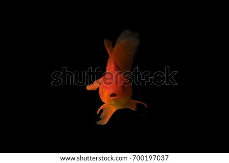 A Goldfish is isolated on black Background with flash lighting. Closeup in aquarium. Royalty high quality free stock image.