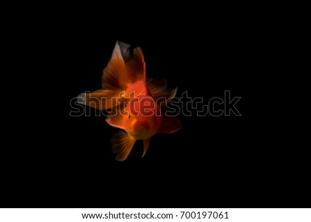 A Goldfish is isolated on black Background with flash lighting. Closeup in aquarium. Royalty high quality free stock image.