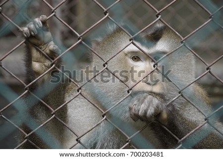 Close up the eyes of monkeys are depressed in the cage.