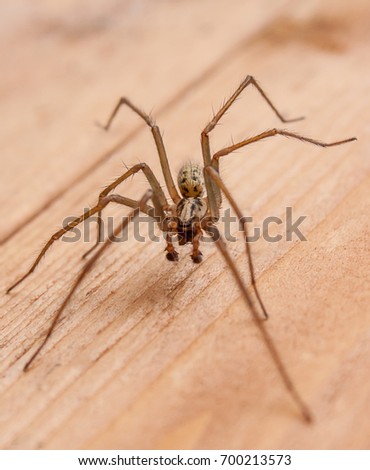 Single male Giant House Spider on a wooden slat background.  Royalty-Free Stock Photo #700213573