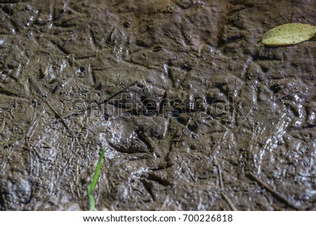 Bird's footprints in the mud.