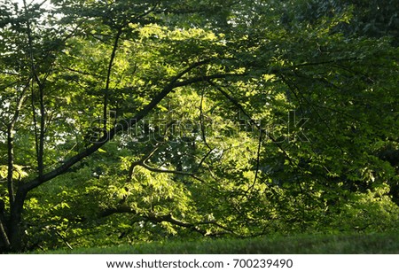 Green leaves on a tree with morning sunlight in Central Park