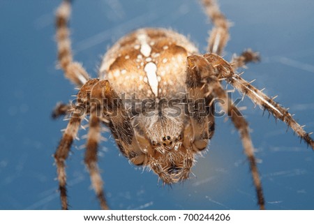 Spider sits on a cobweb, macro photograph, spider's eyes