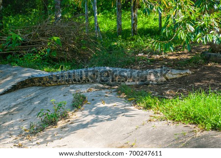 Crocodiles at Crocodile Farm in Sarawak. Borneo. Malaysia. Jong's Crocodile Farm Zoo.