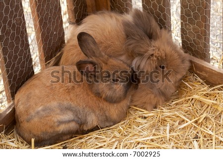 brown rabbits