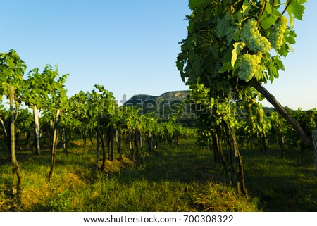 white wine grapes at vineyard,  Balaton highland, Badacsony mountain at background, Europe, Hungary
