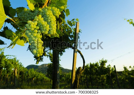 white wine grapes at vineyard,  Balaton highland, Badacsony mountain at background, Europe, Hungary