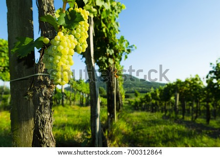 white wine grapes at vineyard,  Badacsony mountain at background
