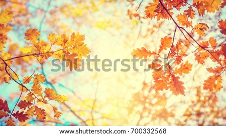 Autumn landscape. Autumn tree leaves sky background. Royalty-Free Stock Photo #700332568