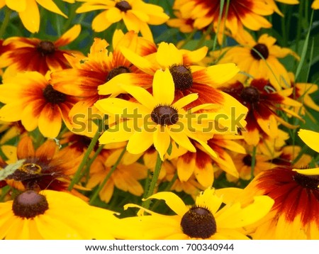 Yellow flowers asters