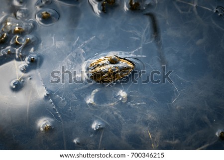 Close up of frog lurking on prey in water