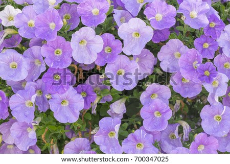 Background of purple petunia flowers (Petunia hybrida). Natural background.