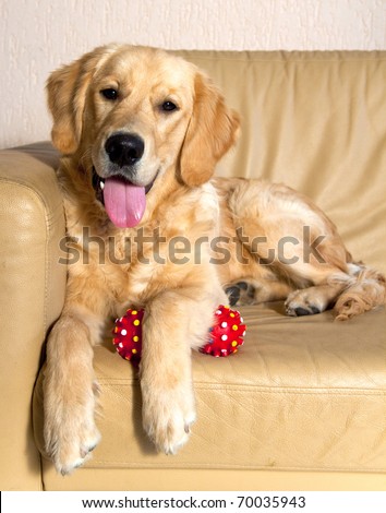 Picture of a Golden Retriever on a sofa.