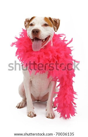 A white and tan American Staffordshire Terrier dog wearing a pink feather boa Royalty-Free Stock Photo #70036135