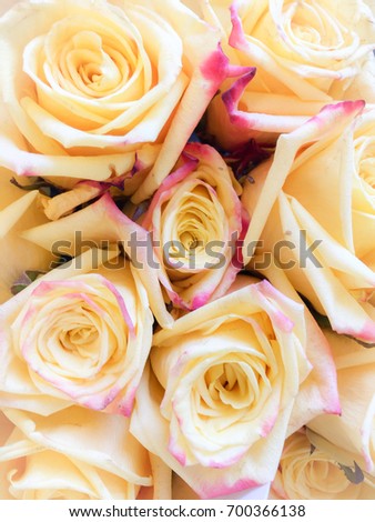 Bouquet of fresh yellow wedding roses, flower bright background. Sign of love.