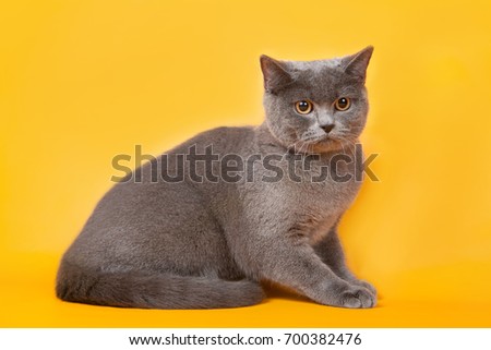 
Gray british shorthair cat with yellow eyes on yellow background
