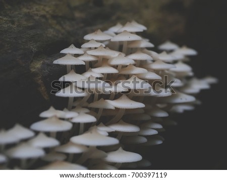 Beautiful close up group of white mushrooms growing on the tree stump inside the natural forest