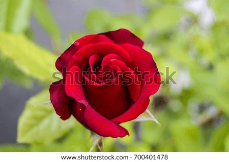 Roses, love symbol roses, red roses for lovers day, natural roses in the garden,