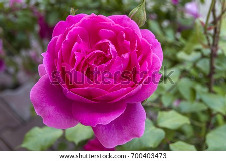 Pink Roses, roses for the day of love, the most wonderful natural roses suitable for web design, love symbol roses