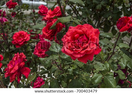 Pink Roses, roses for the day of love, the most wonderful natural roses suitable for web design, love symbol roses