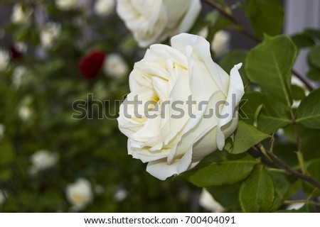 Roses, love symbol roses, white roses for lovers day, natural roses in the garden