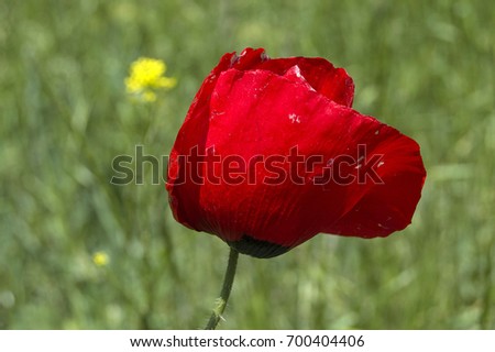 The most beautiful poppy flowers growing in natural environment in spring season