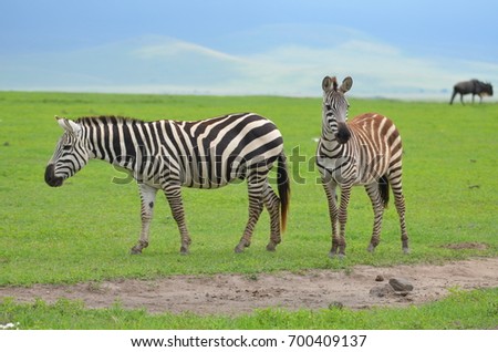 The African animals. Tanzania.