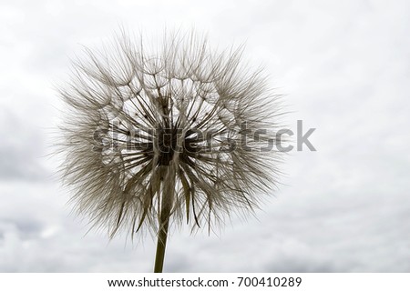 The most wonderful looking Devil Hair (Dandelion) Pictures of plants,