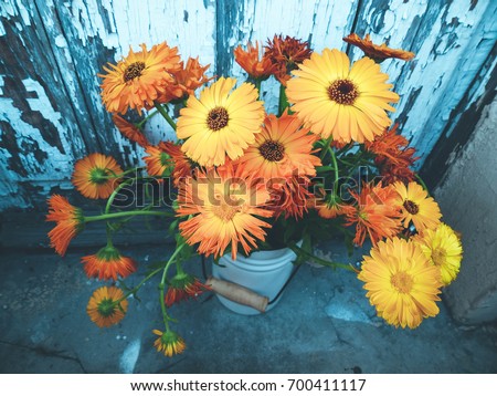 Calendula, flowers in a vase against the background of an old door, copy space. selective focus and toned image

