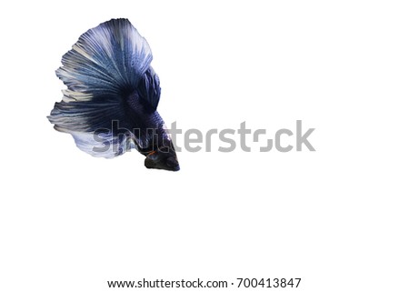 Capture the moving moment of blue Siamese fighting fish , betta fish isolated on white background.