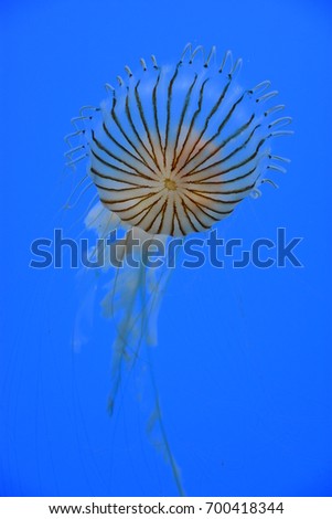 Pacific Sea Nettle Jellyfish