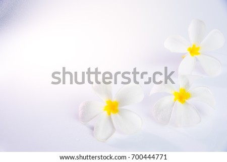 beautiful white plumeria rubra flowers on White background with drop of water at left corner. frangipani flower.