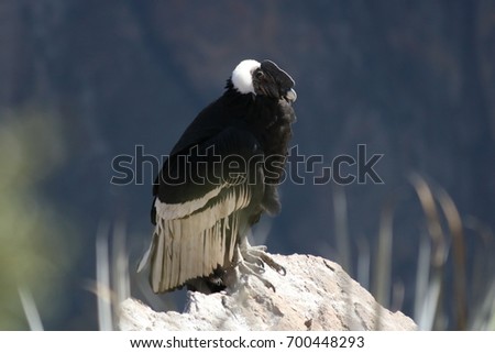 Condor standing over the Colca Canyon, Peru, on a sunny day during the dry season Royalty-Free Stock Photo #700448293