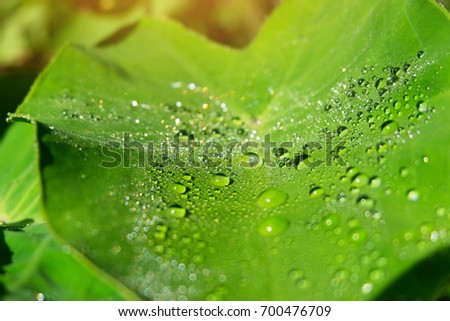 dew drops on green leaf, concept of Fresh time with morning dew drops, new life with morning dew drops.