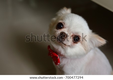 white chihuahua dog cute pet animal canine looking at camera