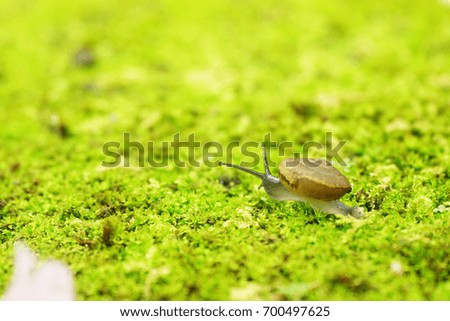 A Snail crawling on fresh green moss background on sunshine day. Copy space.